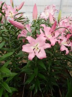 [4188 Missoni VZ No01.JPG]